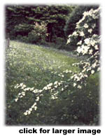 Inveraray Meadow